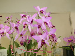 第3回 関西らんフェスタ カトレヤ原種 3rd Kansai Orchid Festa 第3回 関西らんフェスタ カトレヤ原種 3rd Kansai Orchid Festa