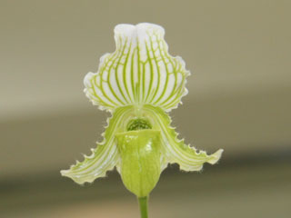 ◎◎ ボーナスセール第３弾洋蘭◎◎ Paph. esquirolei alba × sib esquirolei並べてみました - (株)東京オーキット・ナーセリー