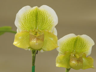 第3回 関西らんフェスタ パフィオペディルム 3rd Kansai Orchid