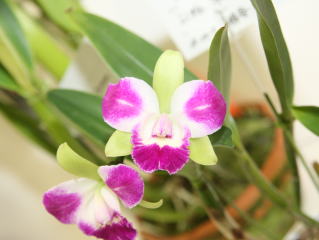第4回 関西らんフェスタ カトレヤ交配種 4th Kansai Orchid Festa