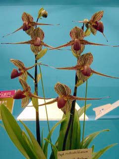 神戸らん展2002 ブルーリボン受賞花 International Orchid