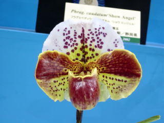 神戸らん展2002 ブルーリボン受賞花 International Orchid