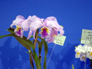 神戸らん展2002 カトレア原種 International Orchid Fair Kobe