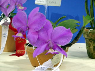 神戸らん展2002 カトレア原種 International Orchid Fair
