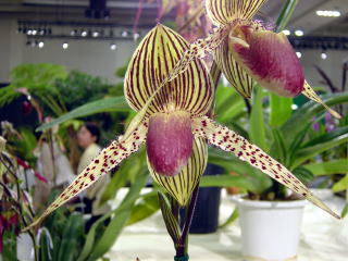 神戸らん展2002 パフィオ交配種 International Orchid Fair
