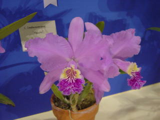 神戸らん展2003 カトレア International Orchid Fair Kobe 2003
