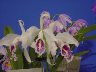神戸らん展2003 カトレア International Orchid Fair Kobe 2003