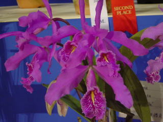 神戸らん展2003 カトレア International Orchid Fair Kobe 2003