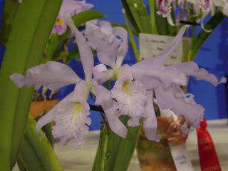 神戸らん展2003 カトレア International Orchid Fair Kobe 2003