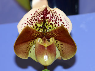 パフィオ 楽天市場】【花なし株】 パフィオペディラム ビローサム Paph