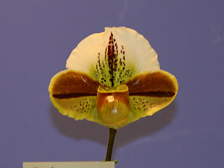 パフィオ 楽天市場】【花なし株】 パフィオペディラム Paph.sukhakulii x