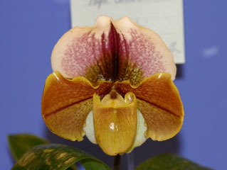 神戸らん展2004 パフィオ交配種 International Orchid Fair Kobe