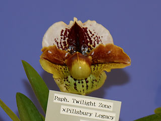 神戸らん展2004 パフィオ交配種 International Orchid Fair Kobe