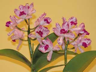 神戸らん展2005 カトレヤ原種 International Orchid Fair Kobe