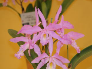 神戸らん展2005 カトレヤ原種 International Orchid Fair
