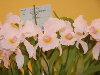 神戸らん展2005 カトレヤ原種 International Orchid Fair Kobe