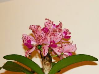K.T.S.原種カトレアフォーラム2004 amethystoglossa jenmanii