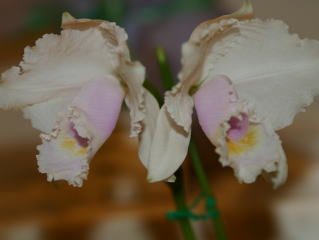 K.T.S.原種カトレアフォーラム2004 chocoensis quadricolor