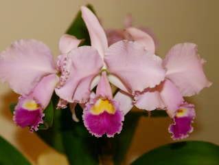 ◆◇ 洋蘭 原種 カトレア trianae 'Taky Huaylla' BM/JOGA (OG) JAOS Species