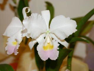 ◆◇ 洋蘭 原種 カトレア trianae 'Taky Huaylla' BM/JOGA (OG) JAOS Species