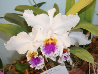 ◆◇ 洋蘭 原種 カトレア mossiae s/a 'El Avila' (OG) 洋蘭原種カトレヤC mossiae (escura)C(4.5) 洋蘭原種カトレヤC mossiae