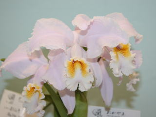 国際蘭展 蘭おかやま2005 カトレヤ モッシェ 15th