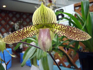 ★洋蘭★原種★Paph. areeanum ★パフィオ アリーアナム★足長兜蘭★山野草★中国原産★ フラスコ苗 Paph fairrieanum ② 最新実生 パフィオ 洋蘭 原種