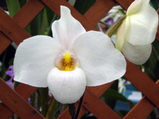 ワールドオーキッド2003 イン ろまんちっく村 パフィオペディラム