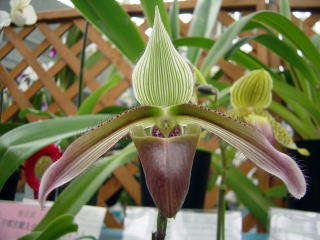 パフィオ パフィオ黄花・緑花整形花 - (株)東京オーキット・ナーセリー