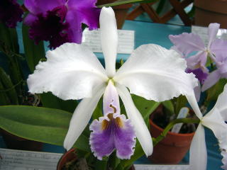 Resoll  CATTLEYA（カトレア） ワールドオーキッド2003 イン ろまんちっく村 カトレア