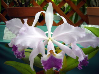 ワールドオーキッド2003 イン ろまんちっく村 カトレア World