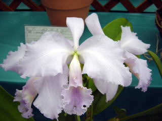 Resoll  CATTLEYA（カトレア） ワールドオーキッド2003 イン ろまんちっく村 カトレア