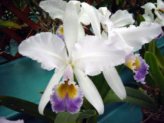 ワールドオーキッド2003 イン ろまんちっく村 カトレア World