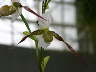 パフィオページ ワールドオーキッド 2004 イン ろまんちっく村 パフィオ