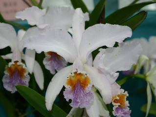 原種　カトレアの世界WORLD CATTLEYA SPECIES ワールドオーキッド 2004 イン ろまんちっく村 カトレヤ原種 World