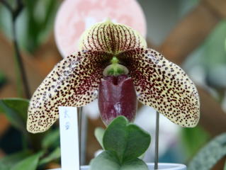 ワールドオーキッド 2004 イン ろまんちっく村 パフィオ