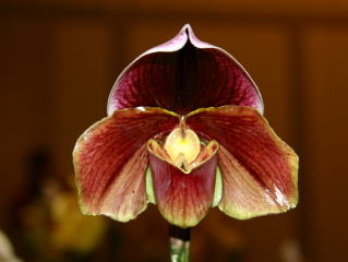 第3回東京パフィオ同好会 交配種 新花 Tokyo Paphiopedilum