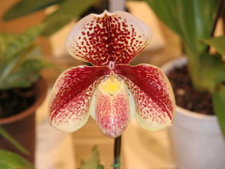 第4回東京パフィオ同好会 交配種 Tokyo Paphiopedilum Association