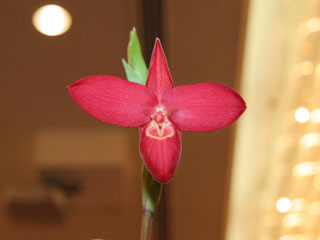 第5回東京パフィオ同好会 交配種部門 Tokyo Paphiopedilum