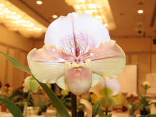 第5回東京パフィオ同好会 交配種部門 Tokyo Paphiopedilum