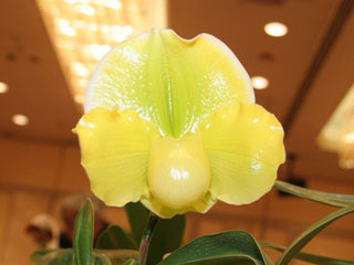 第5回東京パフィオ同好会 交配種部門 Tokyo Paphiopedilum