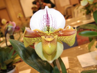 第5回東京パフィオ同好会 交配種部門 Tokyo Paphiopedilum