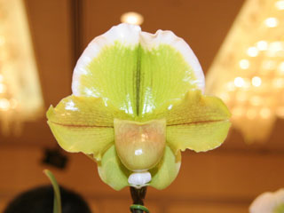 第5回東京パフィオ同好会 交配種部門 Tokyo Paphiopedilum