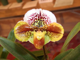 第6回東京パフィオ同好会 新花部門 Tokyo Paphiopedilum Association