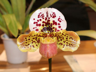 【大型】パピリオ・マヨ（1オス、アンダマン島） 価格.com - アオシマ 大型帆船 1/100 海賊船 画像一覧