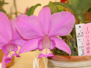 東急本店第59回洋らん展 カトレヤ 原種 59th JOGA Orchid Show