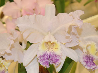東急本店第59回洋らん展 カトレヤ 原種 59th JOGA Orchid Show