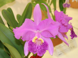 東急本店第59回洋らん展 カトレヤ 原種 59th JOGA Orchid Show