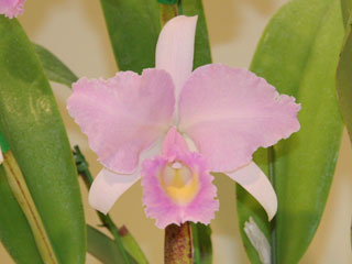 東急本店第59回洋らん展 カトレヤ 原種 59th JOGA Orchid Show