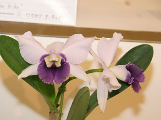第61回 新花発表 洋らん展 カトレヤ系交配種 61th JOGA Orchid 第61回 新花発表 洋らん展 カトレヤ系交配種 61th JOGA Orchid